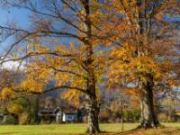 Leuchtende Buchen im Kurpark Aschau